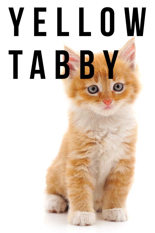 yellow tabby cat
