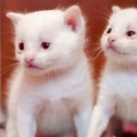 albino cat