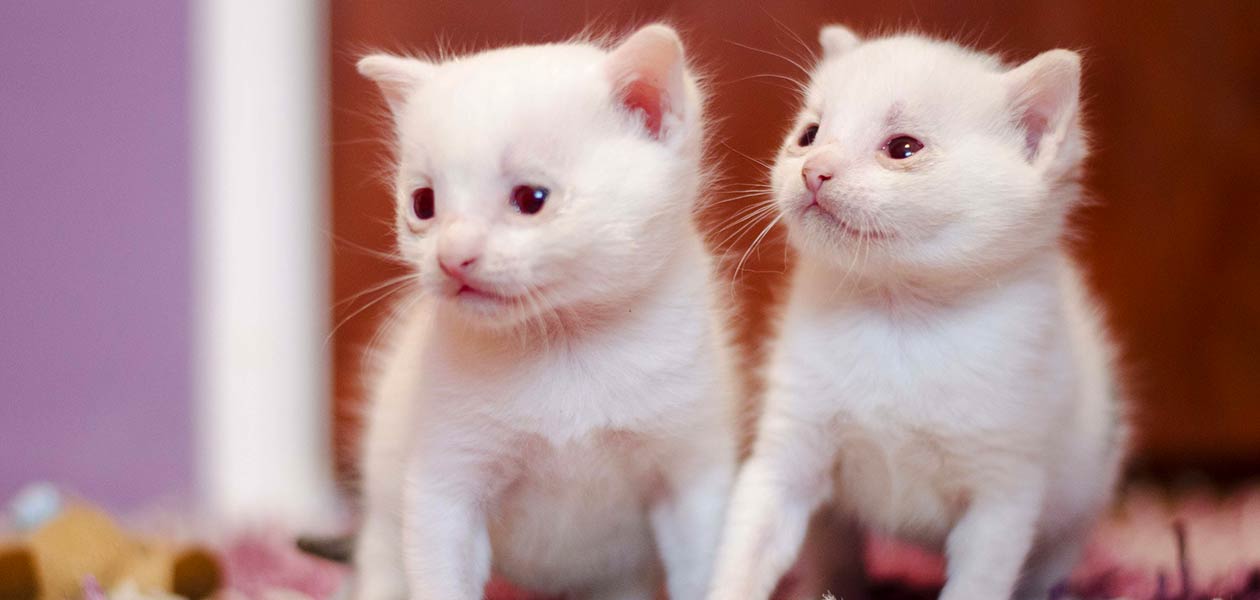 Albino sales white cat