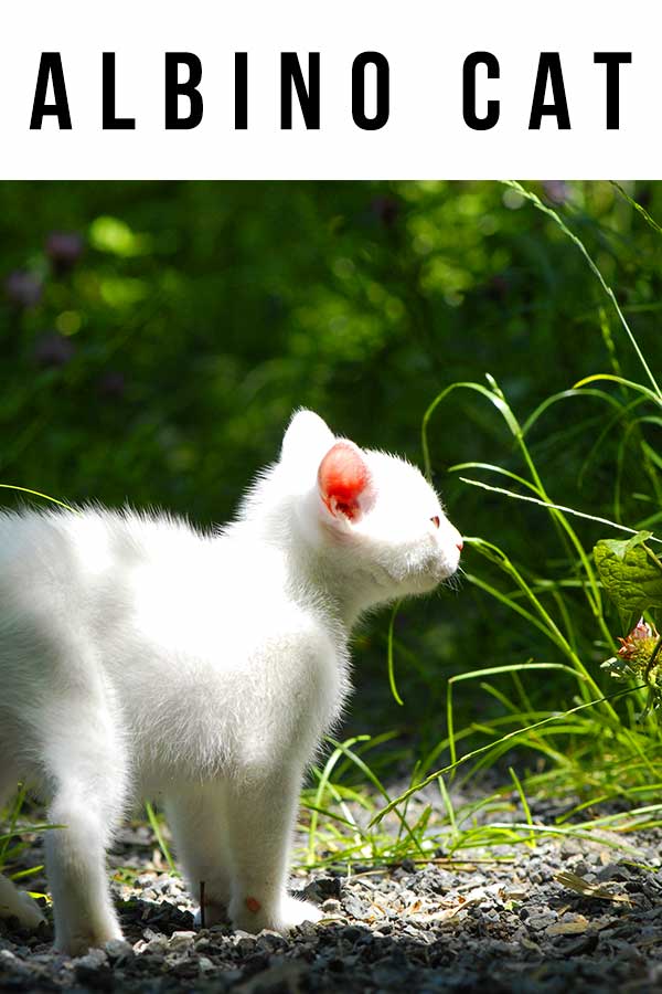 albino cat