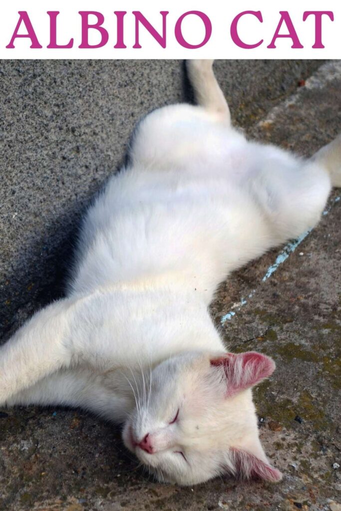 photo of an albino cat lying relaxed on the floor