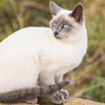 blue point siamese
