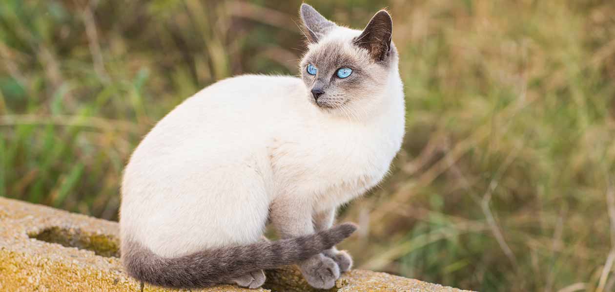 blue point siamese mix