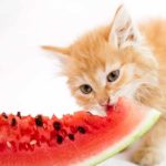 can cats eat watermelon