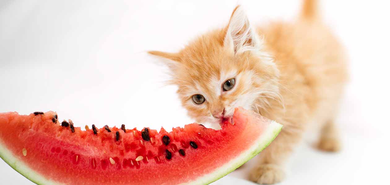can cats eat watermelon