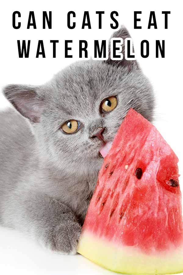 can cats eat watermelon?