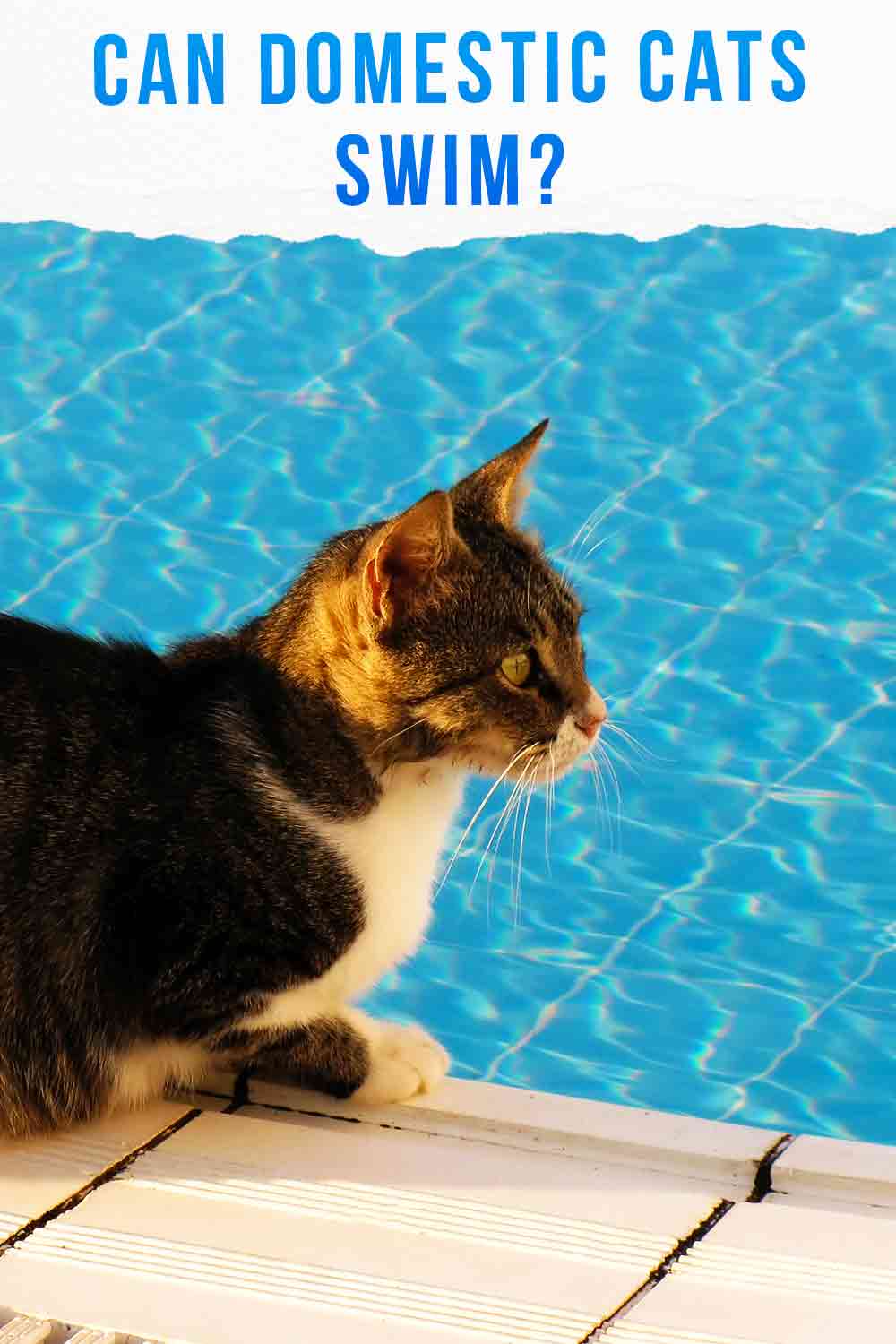 Can domestic cats swim?