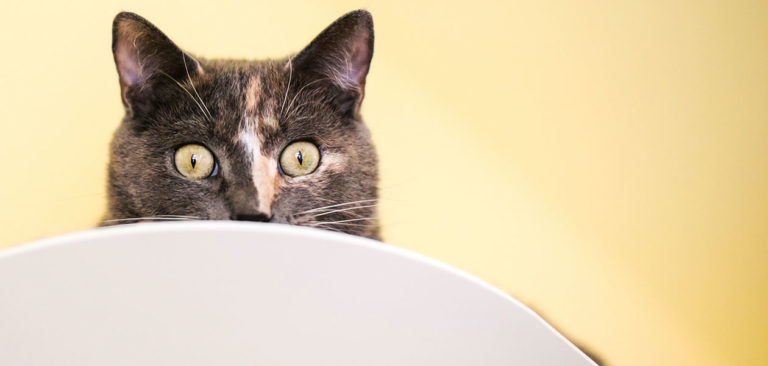 nervous cat