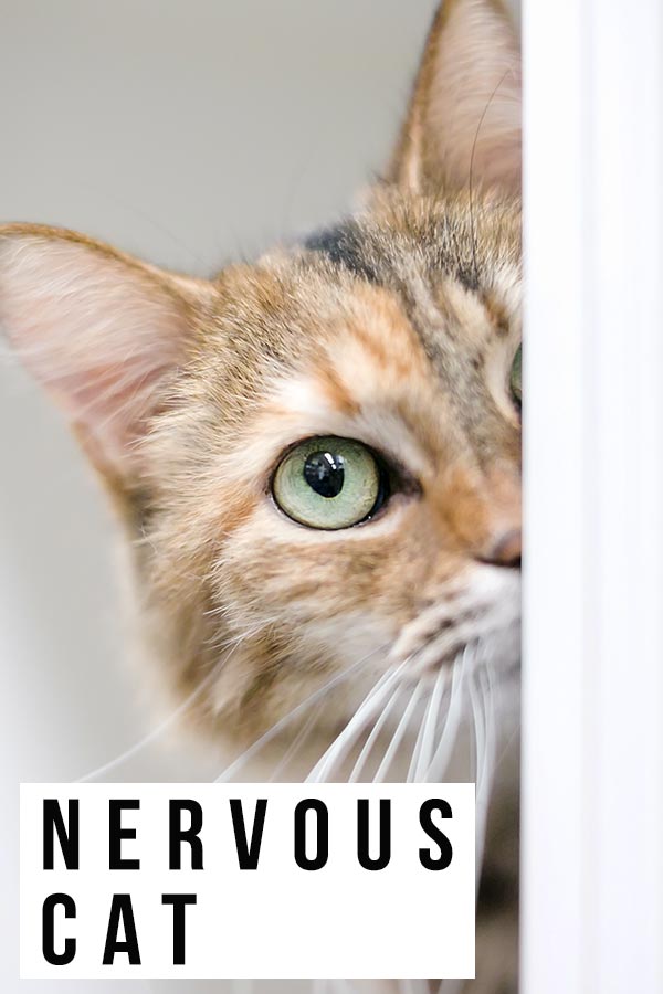 nervous cat