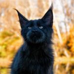 black maine coon cat