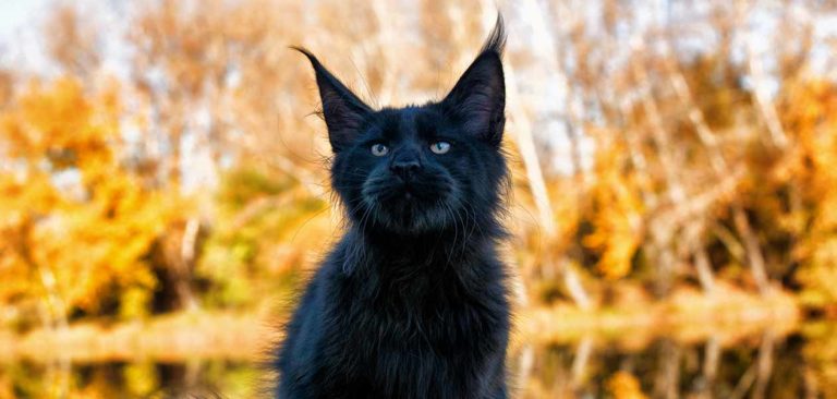 black maine coon cat