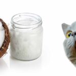 coconut oil for cats