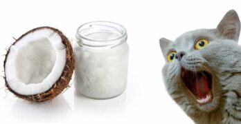 coconut oil for cats