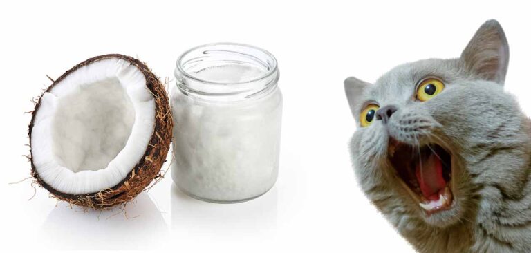 coconut oil for cats