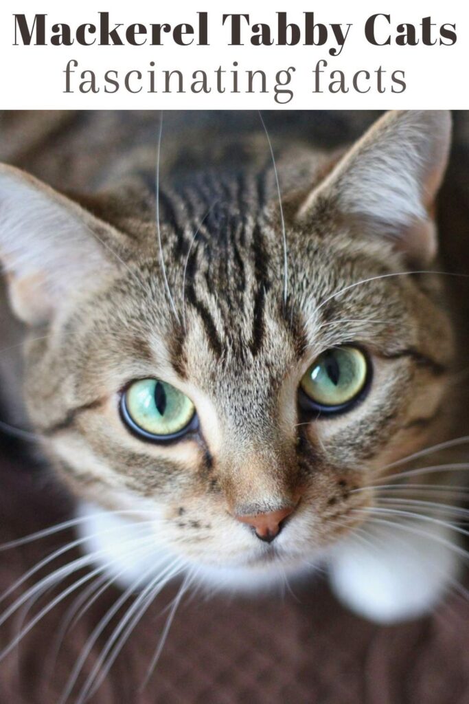 photo of a mackerel tabby cat