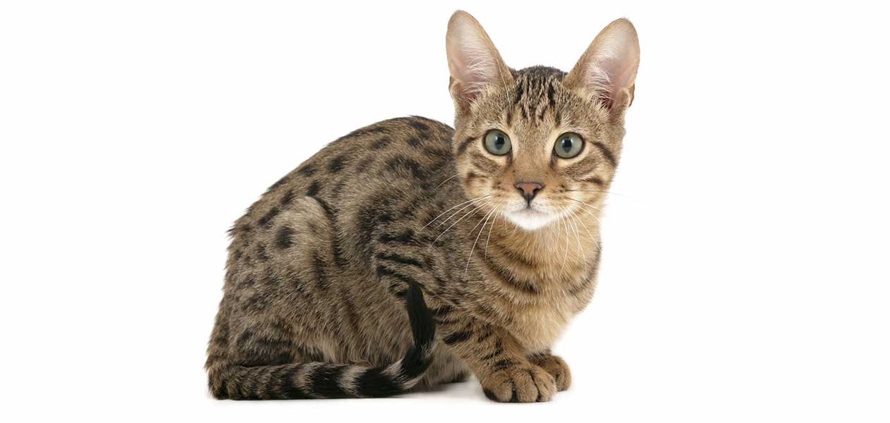 Serengeti Cat Is This Wild Looking Domestic Cat A Match For You