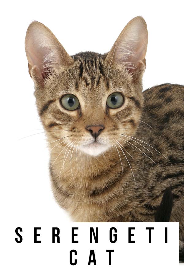 serengeti