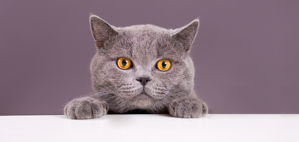 gray cat breeds