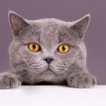 gray cat breeds