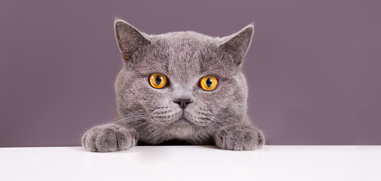 15 Grey Cat Breeds - Most Popular Gray Cats
