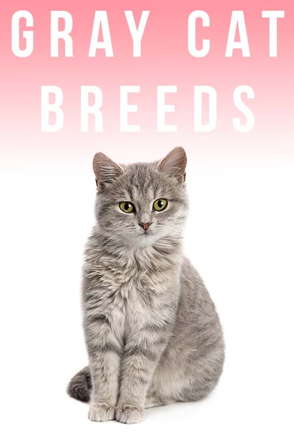 gray cat breeds