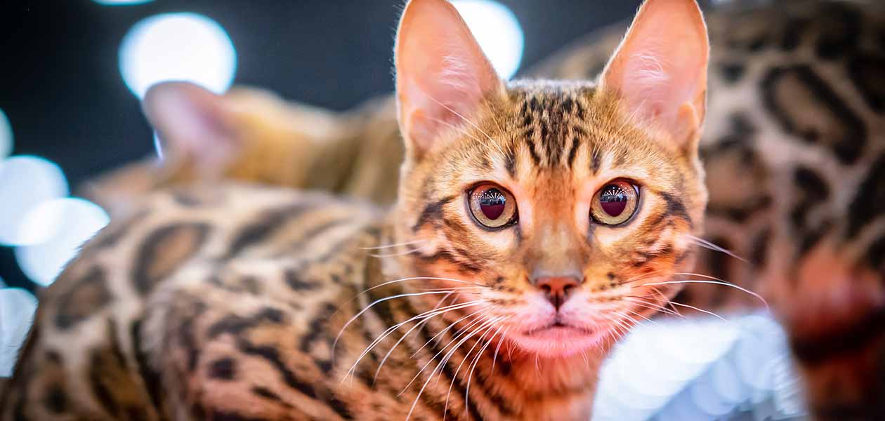 leopard house cat