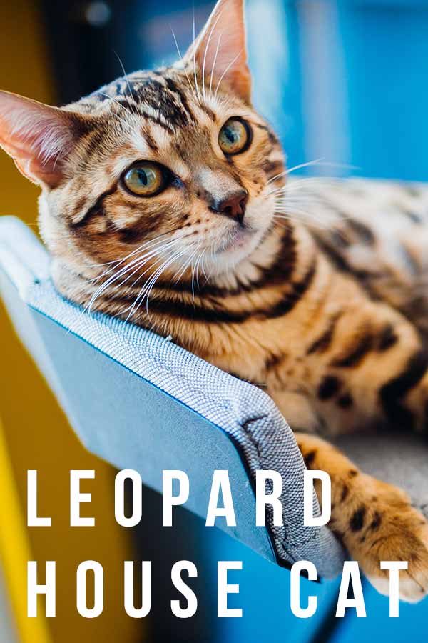 leopard house cat
