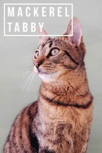 Mackerel Tabby Is The Original Cat Coat Pattern Also The Best?