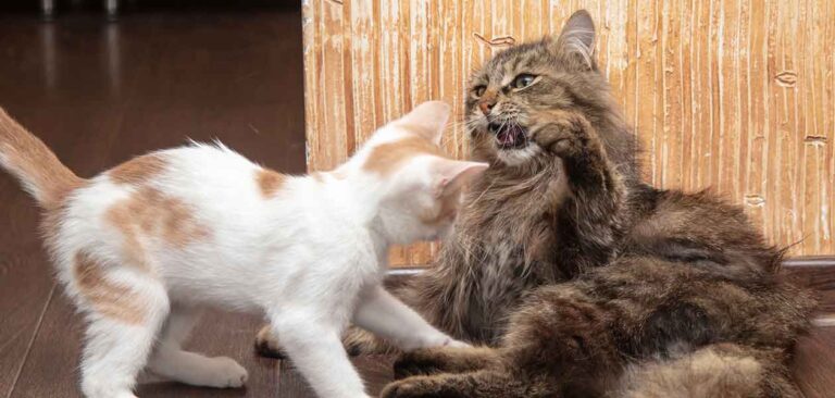 how to tell if cats are playing or fighting