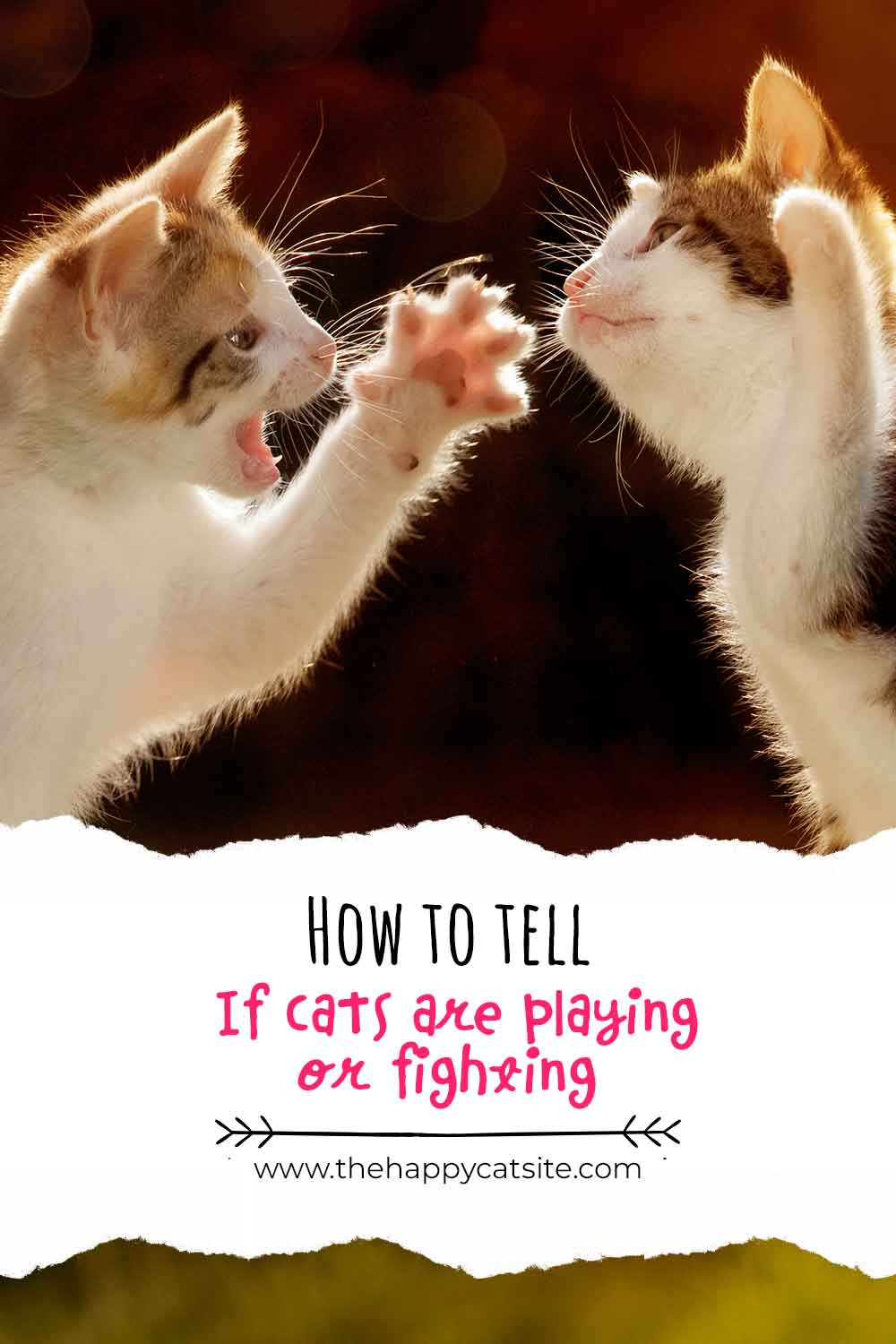 how to tell if cats are playing or fighting