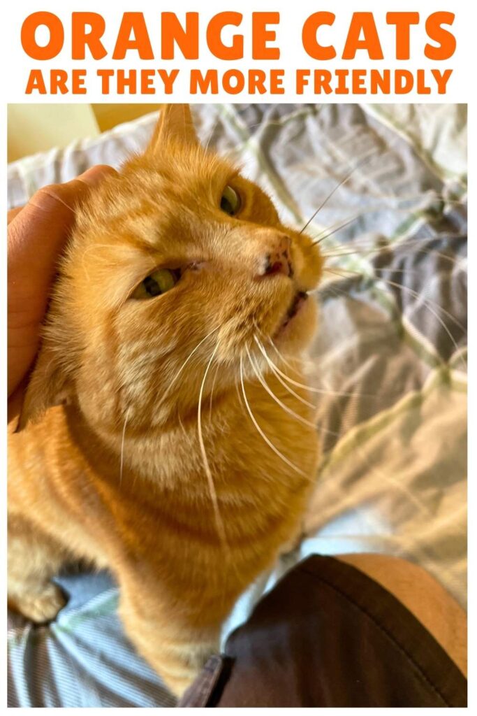photo of a hand stroking an orange cat