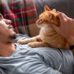 why are orange tabby cats so affectionate