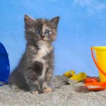 blue tortoiseshell cat