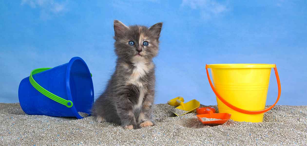 tortoiseshell and white cat with blue eyes