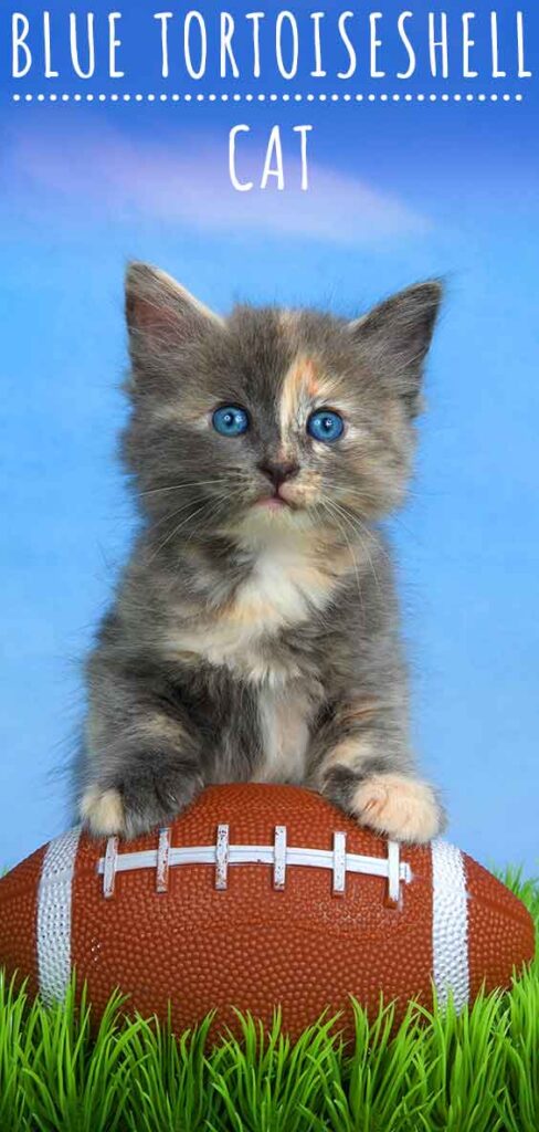 tortoiseshell and white cat with blue eyes