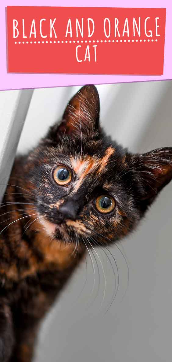 Black and Orange Cat Guide