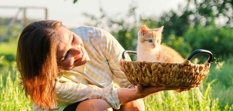 how to buy a cat