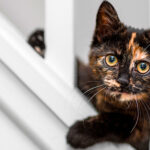 black and orange cat