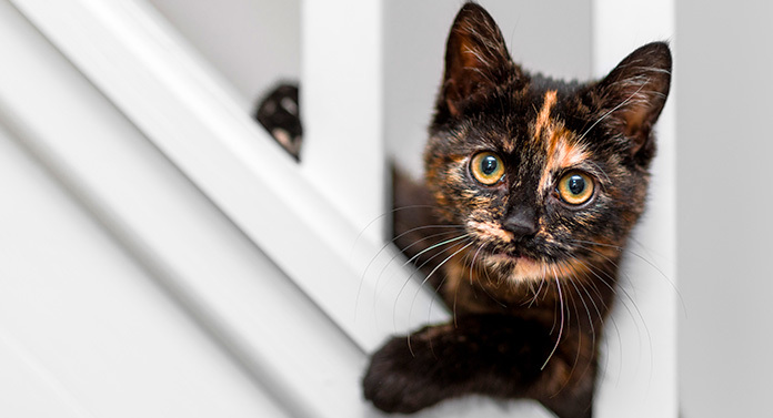 orange cat and black cat