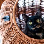 black tortoiseshell cat