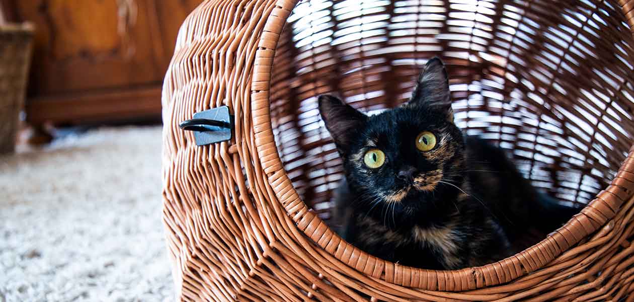 black tortoiseshell cat