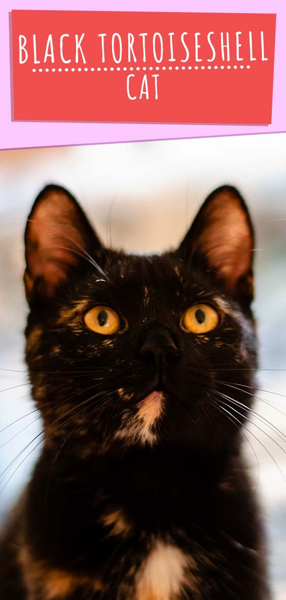 black tortoiseshell cat