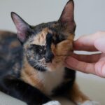 tortoiseshell calico cat