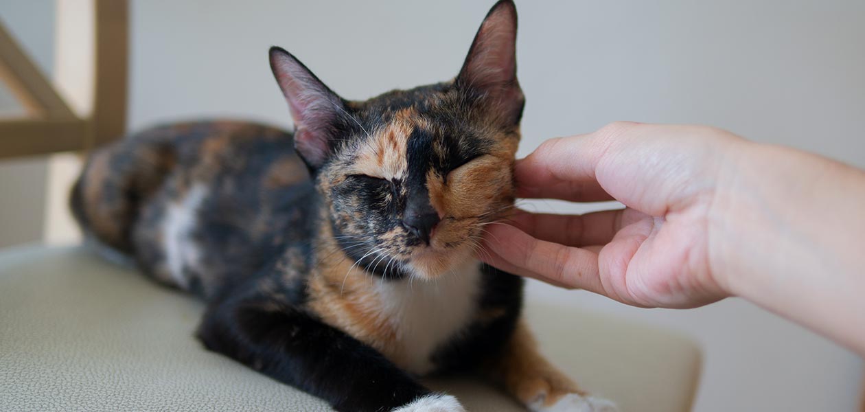 tortoiseshell calico cat