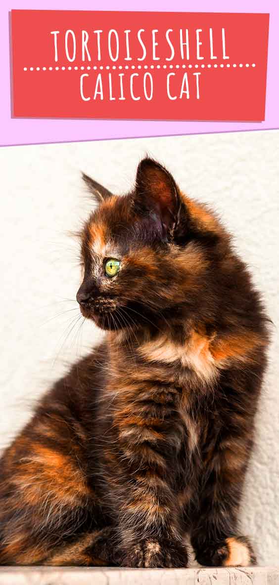 tortoiseshell calico cat