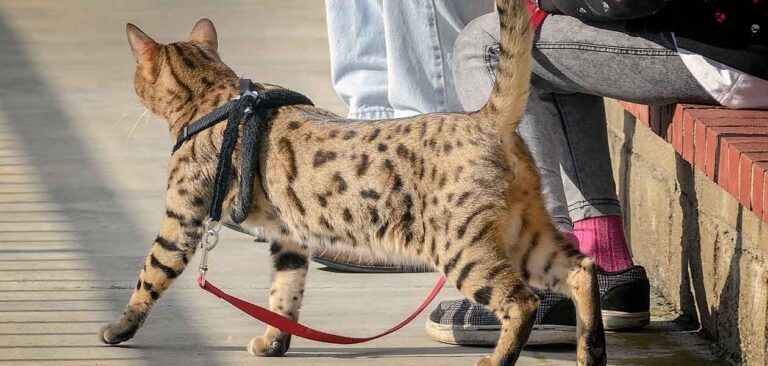 cheetoh