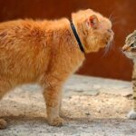 how to stop a cat from being a bully