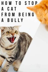 59% Of The Marketplace Is All For Humane Society Of The USA