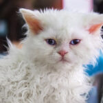poodle cat