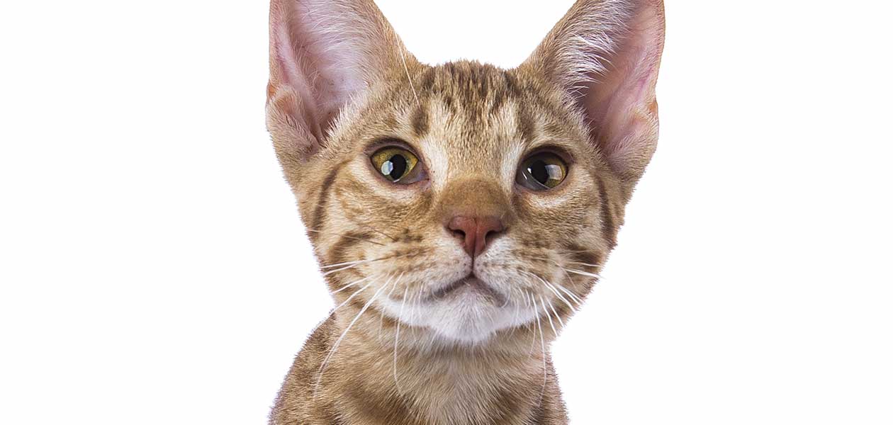 Spotted Tabby Cats Which Breeds To Look For And What To Expect